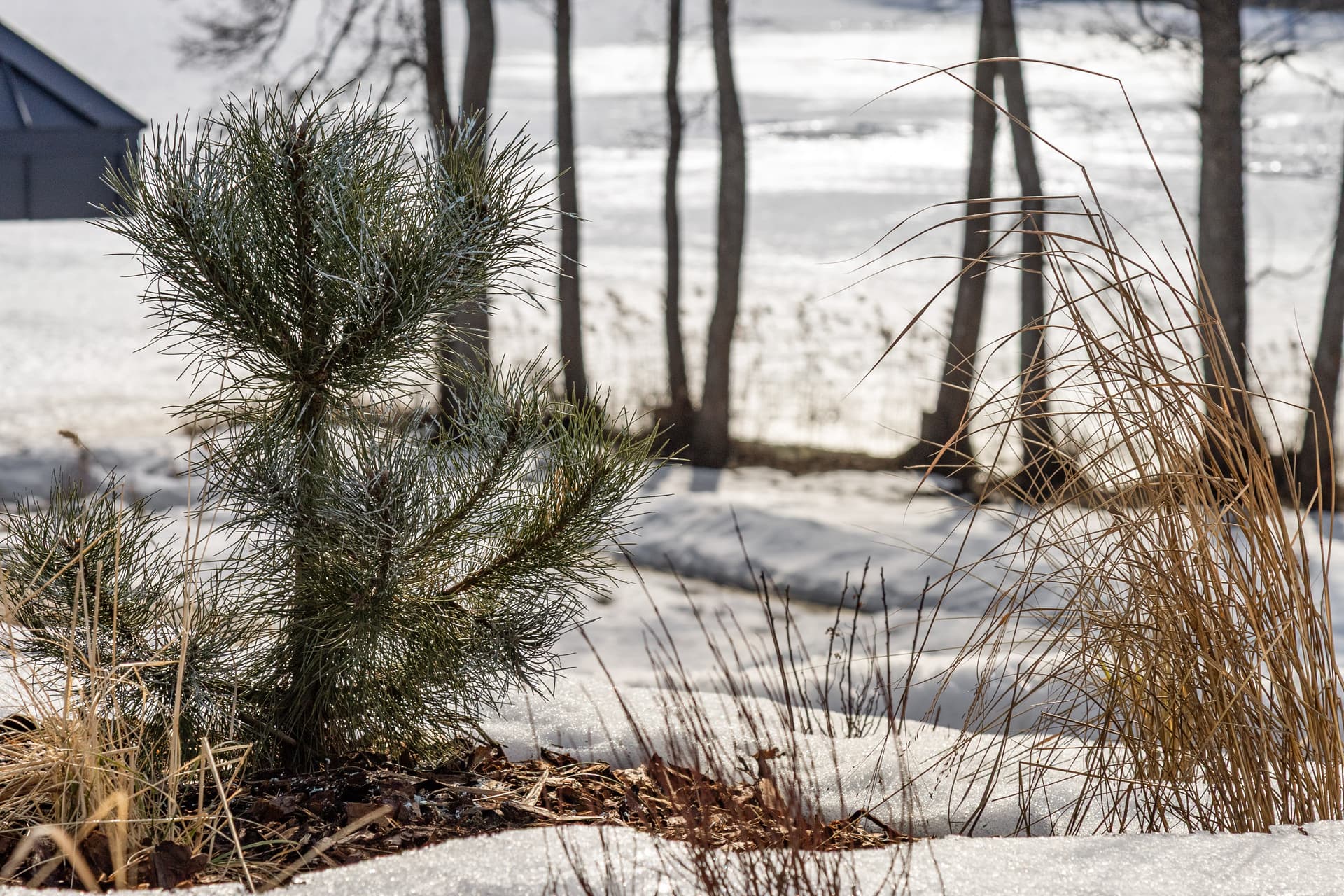 Young pine and reeds